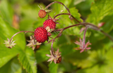 Wild strawberry in the garden