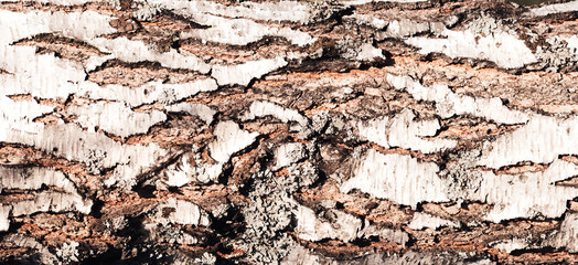 Natural bark of birch as background