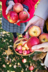 juicy apples in a basket in the garden