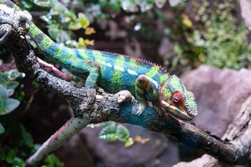chameleon on a tree