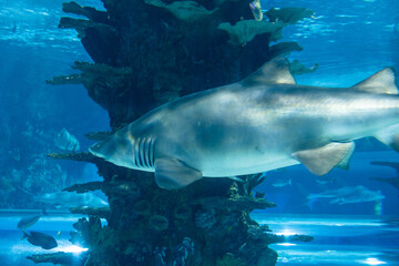 Obraz premium shark in aquarium