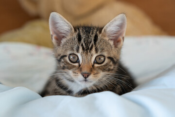 Very cute tabby kitten resting and looking to camera