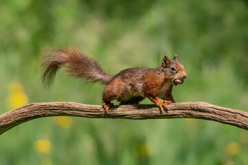 Naklejka na ściany i meble Eurasian red squirrel (Sciurus vulgaris) walking on a branch. Eating a nut in the forest of Overijssel in the Netherlands. Green bokeh background.