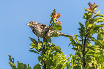 Corn bunting (Emberiza calandra)