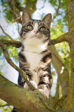 Domestic adult tabby cat sitting on tree branch. UK