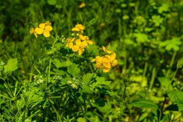 Greater celandine (chelidonium majus) blossoming in a forest