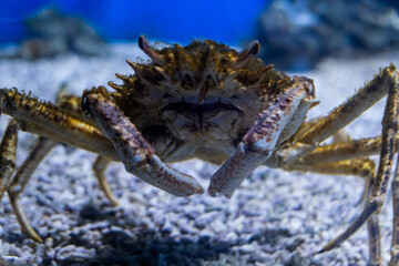 crab on the beach