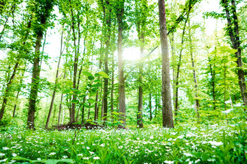 Obraz premium forest trees nature green wood sunlight backgrounds..