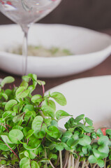 Healthy eating concept of fresh garden produce organically grown as a symbol of health and vitamins from nature. Microgreens herbs closeup.