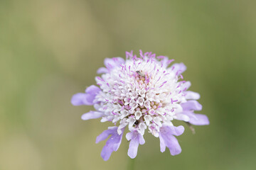 Image of a lilac and white scabious.