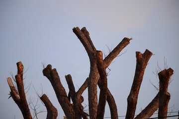 dead tree in the desert