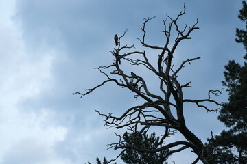 a silhouette of a withered tree in the late evening on a dark blue sky background; crow tree