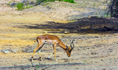 Impala - African antelope