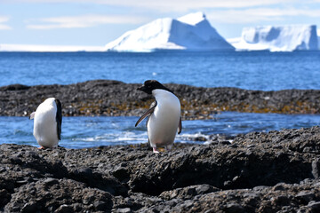 Obraz premium Adelie penguin at Brown Bluff, Antarctica