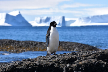 Adelie penguin at Brown Bluff, Antarctica