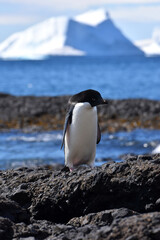 Naklejka premium Adelie penguin at Brown Bluff, Antarctica