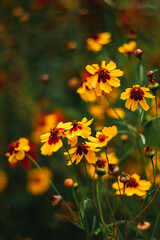 Yellow beautiful flowers on a dark green background
