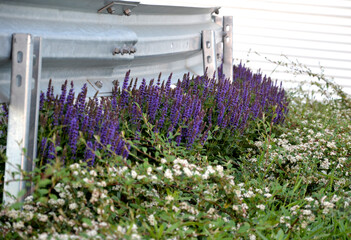 Salvia nemorosa purple sage plants grow longitudinal metal galvanized barriers highway type...
