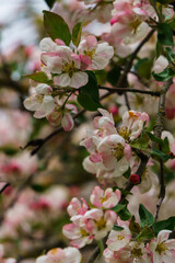 Tender pink flowers and buds of an apple tree on a branch in the garden.