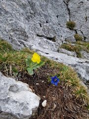 Gelbe u Blaube Blume