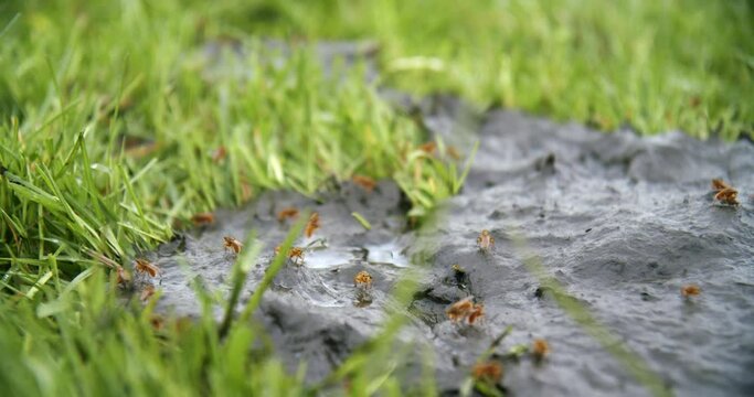 Flies/insects on A Puddle Of Cow Dung in grass field with shit fly