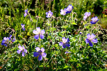 geranium magnificum blue flower is a ground cover perennial. is a perennial growing to a height of...
