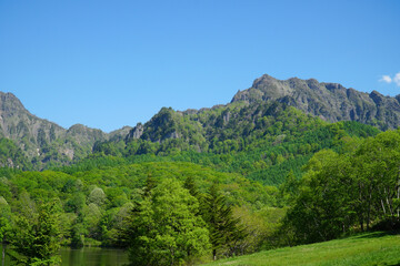 Fototapeta premium 新緑の鏡池