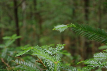 Pine leaves in a forest