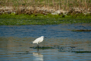 Little egret or Egretta garzetta close up in the pond