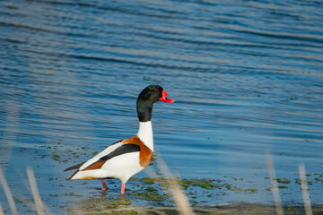 common shelduck or Tadorna tadorna swim in pond 