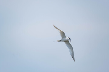 Naklejka premium Common tern or Sterna hirundo in the sky close up