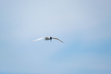 Common tern or Sterna hirundo in the sky close up