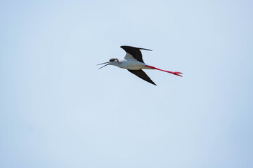 Black-winged stilt or Himantopus himantopus walk in the pond	