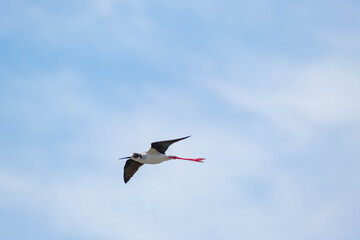 Black-winged stilt or Himantopus himantopus walk in the pond	