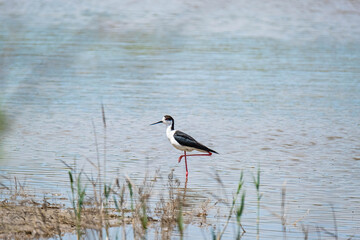 Black-winged stilt or Himantopus himantopus walk in the pond	