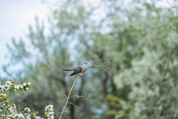 The common cuckoo or Cuculus canorus singging on the tree close up