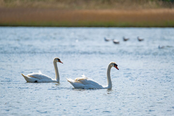 two swans  in the summer pond