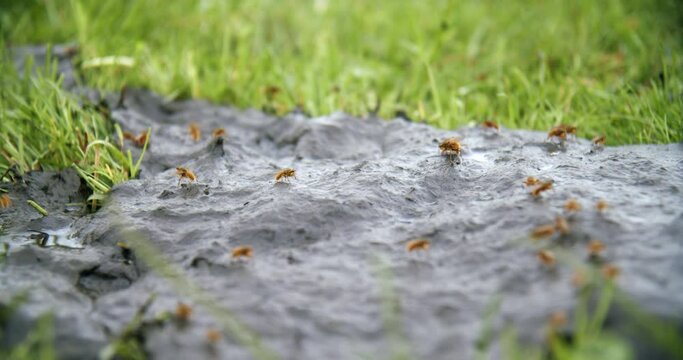 Flies/insects on A Puddle Of Cow Dung in grass field with shit fly