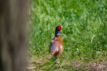 pheasant walk in the field close up