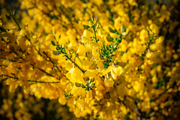 Yellow flowers