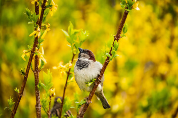 House sparrow or Passer domesticus on the colorful bush