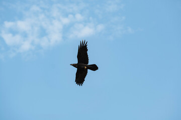 Close up of black Corvus in the sky