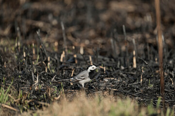 White wagtail or Motacilla alba walk alone in burned field, global warming and wildfire problems	