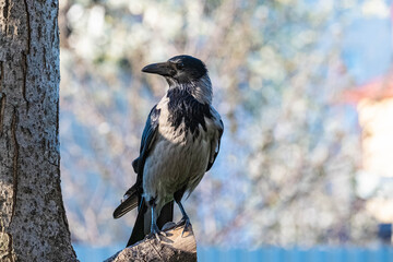 Hooded crow or Corvus cornix close up portrait
