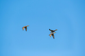 Close up of ducks flock in the sky