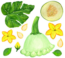 Light green patisson elements watercolor set. Pattypan squash with seeds, flowers, leaves isolated on white background. Fresh yellow and green vegetable set.
