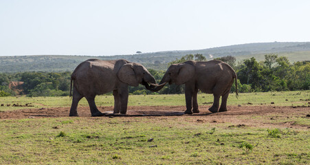 African Wildlife