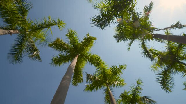 Low Wide Angle Shot of Palm Trees Under Sunny Blue Skies POV Loopable No People POV Tropical Vacation