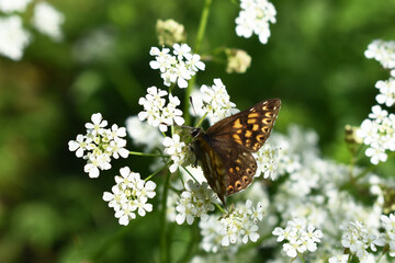 Scheckenfalter, Melitaea, Schmetterling auf Wiesenkerbel, Falter, braun und gelb