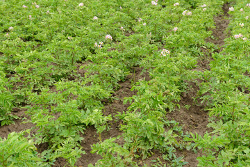 Fototapeta na wymiar Rows of green potato tops on the ground